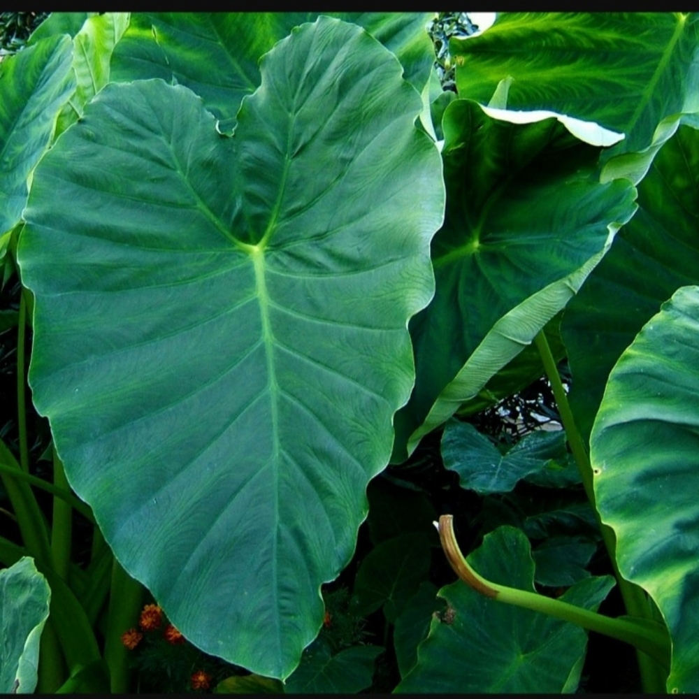 Colocasia esculenta - ELEPHANT EAR CORMS QUANTITY 2